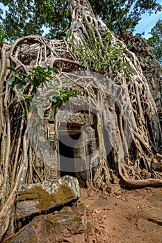 Angkor Wat Cambodia. Ta Prohm Khmer ancient Buddhist temple.