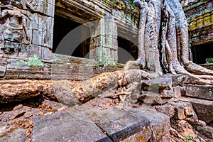 Angkor Wat Cambodia. Ta Prohm Khmer ancient Buddhist temple.