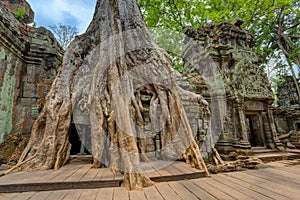 Angkor Wat Cambodia. Ta Prohm Khmer ancient Buddhist temple.