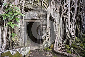 Angkor Wat Jungle Temple Overgrown Roots