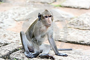 Angkor Wat monkey