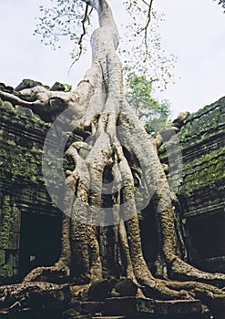 Angkor wat overgrown temple ruins