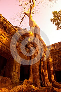 Angkor wat siem reap