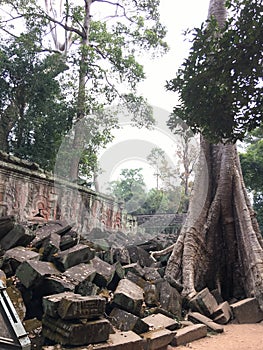 Angkor Wat in Siem Reap, Cambodia. Ancient ruins of Khmer stone temple overgrown with the roots and giant strangler fig trees