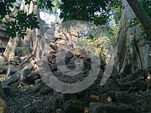 Angkor Wat in Siem Reap, Cambodia. Ancient ruins of Khmer stone temple overgrown with the roots and giant strangler fig trees