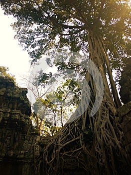 Angkor Wat in Siem Reap, Cambodia. Ancient ruins of Khmer stone temple overgrown with the roots and giant strangler fig trees