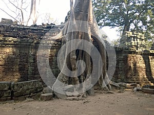 Angkor Wat in Siem Reap, Cambodia. Ancient ruins of Khmer stone temple overgrown with the roots and giant strangler fig trees