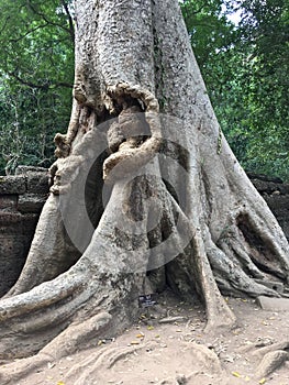 Angkor Wat in Siem Reap, Cambodia. Ancient ruins of Khmer stone temple overgrown with the roots and giant strangler fig trees