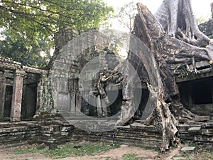 Angkor Wat in Siem Reap, Cambodia. Ancient ruins of Khmer stone temple overgrown with the roots and giant strangler fig trees