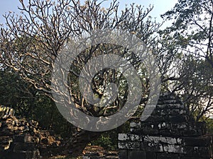 Angkor Wat in Siem Reap, Cambodia. Ancient ruins of Khmer stone temple overgrown with the roots and giant strangler fig trees