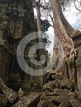 Angkor Wat in Siem Reap, Cambodia. Ancient ruins of Khmer stone temple overgrown with the roots and giant strangler fig trees