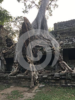 Angkor Wat in Siem Reap, Cambodia. Ancient ruins of Khmer stone temple overgrown with the roots and giant strangler fig trees