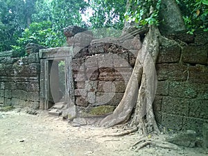 Angkor Wat in Siem Reap, Cambodia. Ancient ruins of Khmer stone temple overgrown with the roots and giant strangler fig trees