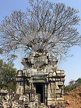 Angkor Wat in Siem Reap, Cambodia. Ancient ruins of Khmer stone temple overgrown with the roots and giant strangler fig trees