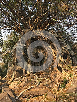 Angkor Wat in Siem Reap, Cambodia. Ancient ruins of Khmer stone temple overgrown with the roots and giant strangler fig trees