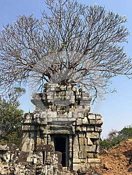 Angkor Wat in Siem Reap, Cambodia. Ancient ruins of Khmer stone temple overgrown with the roots and giant strangler fig trees
