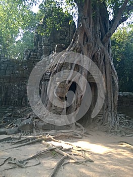 Angkor Wat in Siem Reap, Cambodia. Ancient ruins of Khmer stone temple overgrown with the roots and giant strangler fig trees