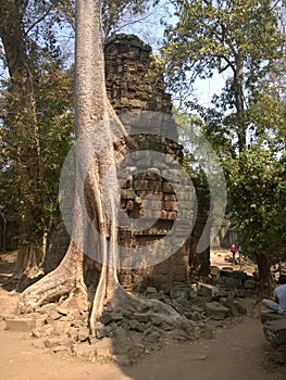 Angkor Wat in Siem Reap, Cambodia. Ancient ruins of Khmer stone temple overgrown with the roots and giant strangler fig trees