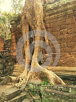 Angkor Wat in Siem Reap, Cambodia. Ancient ruins of Khmer stone temple overgrown with the roots and giant strangler fig trees