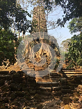 Angkor Wat in Siem Reap, Cambodia. Ancient ruins of Preah Palilay Khmer stone temple overgrown with the roots and giant trees