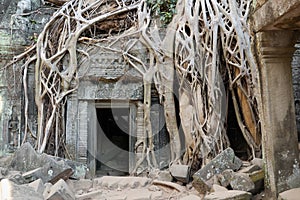 Angkor Wat - Ta Prohm temple