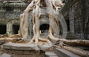 Angkor Wat - Ta Prohm Temple - Cambodia photo