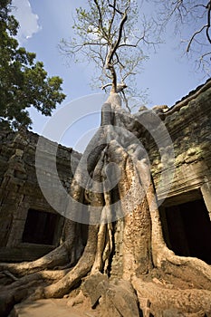 Angkor Wat - Ta Prohm Temple - Cambodia