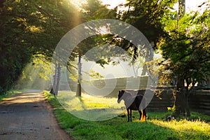 Angkor Wat Temple Complex, Siem Reap, Cambodia. Lonely horse on the lawn in morning mist.