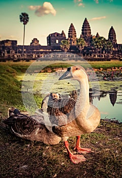 Angkor Wat temple at sunset. Siem Reap. Cambodia