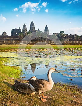 Angkor Wat temple at sunset. Siem Reap. Cambodia