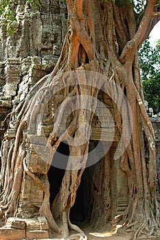 Angkor Wat Tree,Cambodia