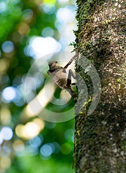 Angle Head Lizard attaches to a tree in Borneo, Malaysia