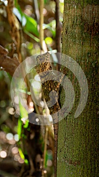 Angle Head Lizard attaches to a tree in Borneo, Malaysia. Medium shot