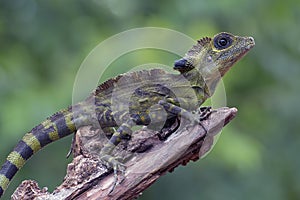 Angle head lizard ( Gonocephalus bornensis ) on tree trunk