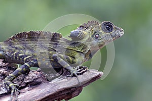 Angle head lizard ( Gonocephalus bornensis ) on tree trunk