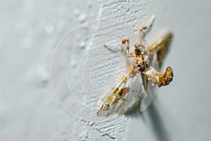 Angle of Insect on the wall. The angle shades Phlogophora meticulosa is a moth of the family Noctuidae. A photo of an Angle