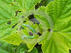 Angle shades aka Phlogophora meticulosa. The cause of the visible damage on my blackcurrant bush.