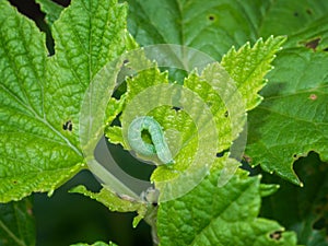 Angle shades aka Phlogophora meticulosa. The cause of the visible damage on my blackcurrant bush.