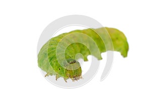 Angle shades caterpillar isolated on white background, Phlogophora meticulosa