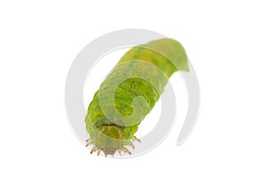 Angle shades caterpillar isolated on white background, Phlogophora meticulosa