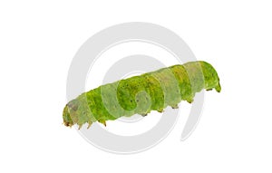 Angle shades caterpillar isolated on white background, Phlogophora meticulosa