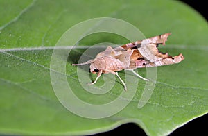 Angle shades moth Phlogophora meticulosa