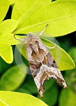 Angle Shades Moth - Phlogophora meticulosa at rest.