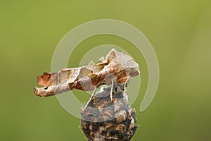 An Angle Shades Moth, Phlogophora meticulosa, roosting on the top of a plant.