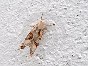 Angle shades moth on white wall. Phlogophora meticulosa.