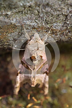 Angle shades (Phlogophora meticulosa)