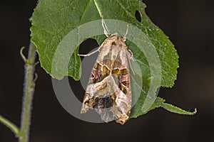 Angle shades Phlogophora meticulosa