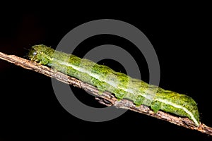 Angle shades (Phlogophora meticulosa) moth caterpillar