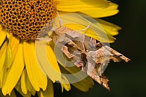 Angle shades on sunflower