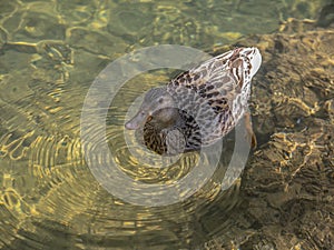 Angle view of a female Mallard in transparent water
